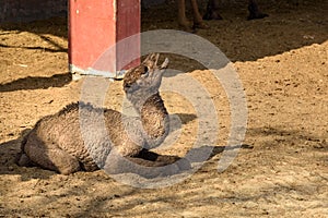 Baby Camel in National Research Centre on Camel. Bikaner. India