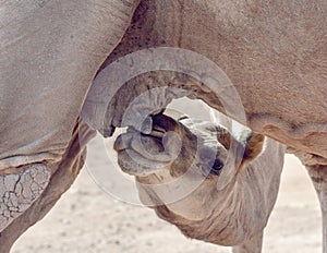 Baby camel reaching for mother milk