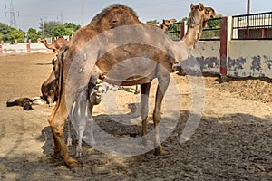 Baby Camel sucks milk from Mother in National Research Centre on Camel. Bikaner. India