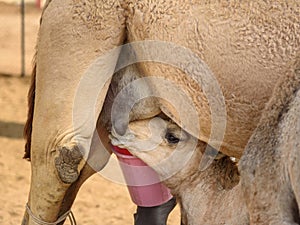 Baby Camel sucks milk from Mother in National Research Centre on Camel. Bikaner. India