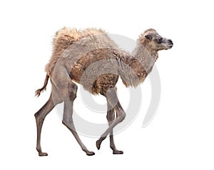 Baby Camel with two humps , Bactrian camel on white background
