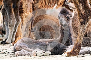 Baby camel is an ungulate within genus Camelus photo