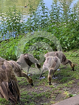 Baby Canada geese feeding by a river bank