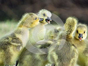 Baby Canada Goose Goslings Playing.