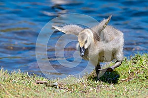 Baby Canada Goose Trying To Fly