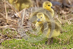 Baby Canada Goslings