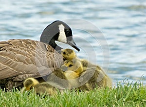 Baby Canada Goslings Snuggling with Adult Canada Goose