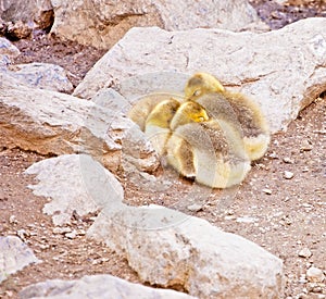 Baby Canadian Geese