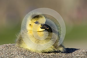 Baby canadian geese