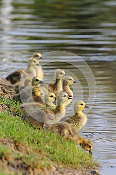 Baby Canadian Geese (Goslings)