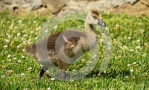 Baby Canadian goose