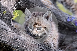 Baby Canadian Lynx