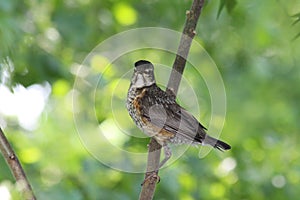 Baby Canadian Robin