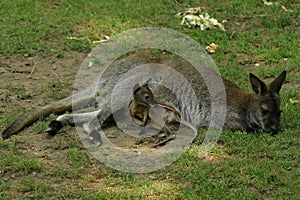 Baby cangaroo