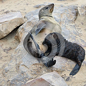 Baby cape fur seal with his mother