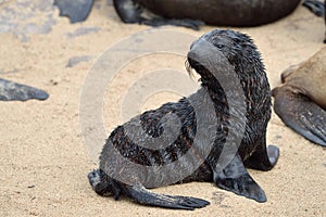 Baby cape fur seal