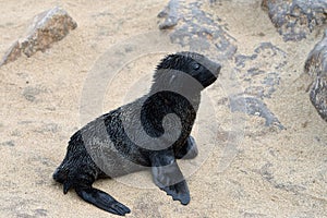 Baby cape fur seal