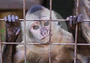 Baby Capuchin in a cage. Monkey at the zoo