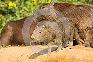 Baby Capybara Looking Precariously over the Edge