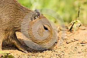 Baby Capybara Sniffing Ground, Close-up