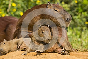 Baby Capybara Struggling to Sit Up