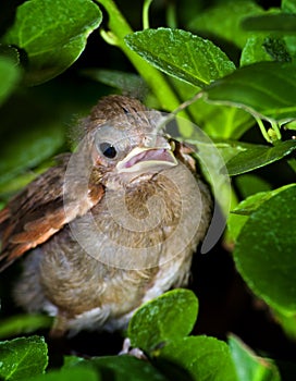 Baby Cardinal