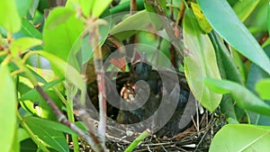 Baby cardinal bird wants to be fed as male cardinal flys on to the birds nest hidden in a bush