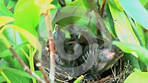 Baby cardinal chicks in their birds nest asking for food from their mother