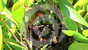 Baby cardinal chicks in their birds nest with female cardinal watching them