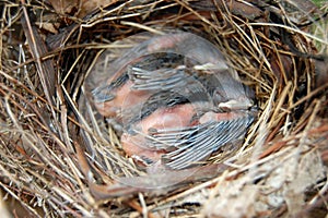 Baby Cardinals sleeping