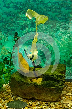 Baby Carp Swimming Around a Chewed Lettuce Leaf