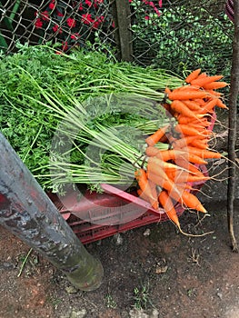 Baby carrots being sold on the streetside in munnar india photo