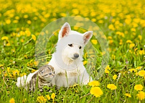 Baby cat and dog lying together on the lawn of dandelions