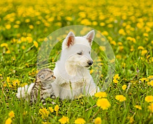 Baby cat and dog lying together on the lawn of dandelions