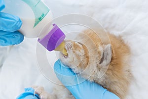 Baby cat drinking milk from a bottle