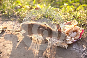 a cat eating in a garden