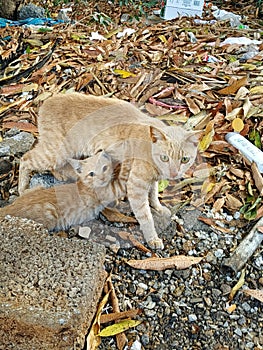 Baby cat feeding her mother breast