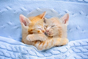 Baby cat. Ginger kitten sleeping under blanket