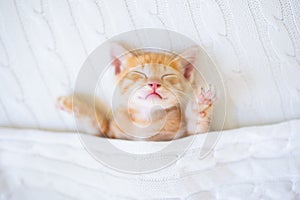 Baby cat. Ginger kitten sleeping under blanket