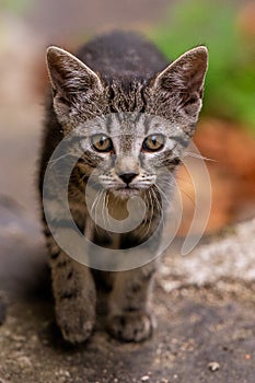 Baby cat looking into the camera