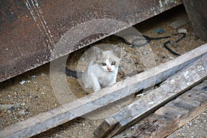 Baby cat sitting on the ground in dirty old home and conjoin sta
