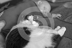 Baby and cat sleep together in the bed, black and white photo