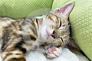 Baby cat sleeping. Domestic animal. Sleep and cozy nap time. Home pet. Young kittens. Cute funny cats at home.