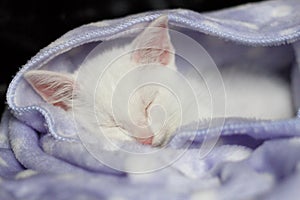 White cat sleeping with blanket