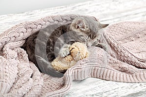 Baby cat sleeps on cozy blanket hugs a toy. Fluffy tabby kitten snoozing comfortably with teddy bear on knitted pink bed. Copy