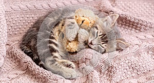 Baby cat sleeps on cozy blanket hugs a toy. Fluffy tabby kitten snoozing comfortably with teddy bear on knitted pink bed. Long web