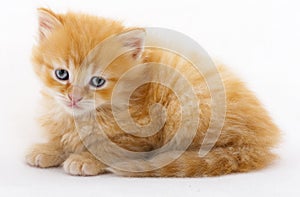 A baby cat in studio