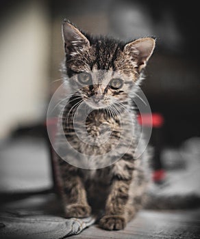 A baby cat with sweet glance