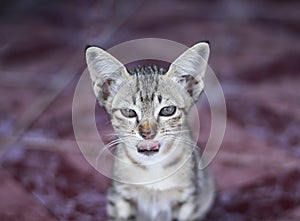 Baby cat with tonge out and sitting on the floor ,single animal on background photo