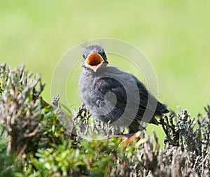 Baby catbird